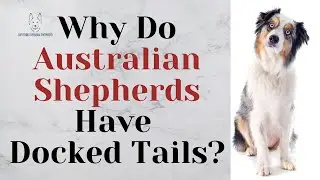 Why Do Australian Shepherds Have Docked Tails?