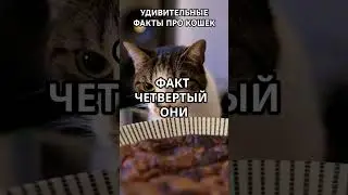 Удивительные факты про кошек, которые Вы наверняка не знали