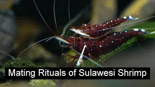 Mating Rituals of Sulawesi Shrimp