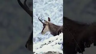 Kameramla dağlarda kayboldum... #wildlifephotography #animal #animals