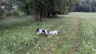 The Smooth Foxterriers are playing.  Puppies bickering.