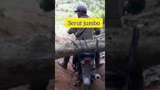 serut jumbo dari hutan belantara#shortsviral#
