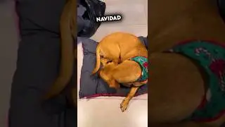 Así fue la reacción de este Perro cuando le regalan una Cama 🥺❤️