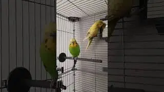 Cute budgie sounds 🦜🎶 Милые звуки волнистого попугайчика