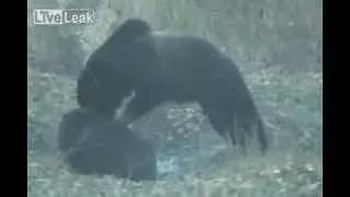 Bear Vs wild boar LiveLeakcom