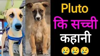 Meet Pluto: The Lovable Street Dog with a Heart of Gold ❤️