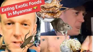EATING EXOTIC FOODS in MYANMAR 🇲🇲. Rat, cricket and wood grub!! *Not everyone eats these.