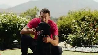 Training Features of Link the Smart Pet Wearable