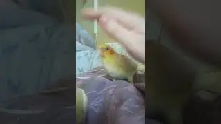 Желтые солнышки 2024