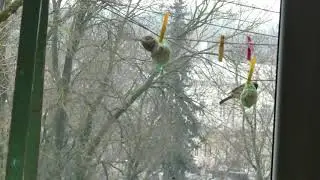 Zylutės ir žvirblis