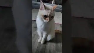 Можно экономить на кошке?