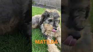 Matilda: Just a Nibble