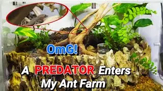 Moving my Ant Colony to my First Vivarium | D colony