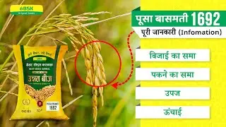 पूसा बासमती1692 विवरण | चावल के बीज | बासमती चावल की किस्म | शीर्ष धान | उच्च उपज वाले चावल की किस्म