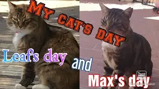 My cat's day(this is very serious!)