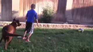 The fails of riding a dog