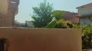 humara parrot diwar phar char gaya hai 🦜 Ring neck talking parrot