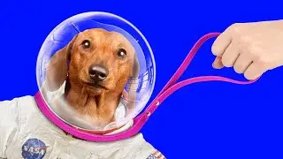 "Cute Animals : Exploring the Adorable World of Pets!"