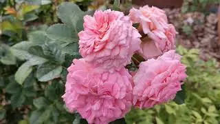 Роза Амаретто - флорибунда от Кордес🌹🤗
