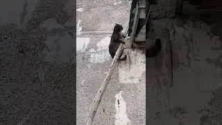 Я не дойду до парка!#cat #shorts