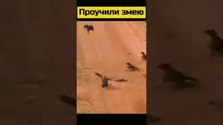 #animal #animals #nature #shortsvideo #wildlife #шортс #шортс2023