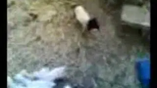Сташный баран! Ingush joke ))))))