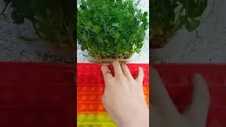 Поп ит/Pop it ✨