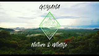 Guyana - Nature & Wildlife