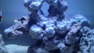 Mr. Aqua 17.1 - Day 1 Of Cycle