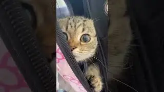 Me Pareció ver un lindo gatito