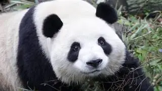 Mei Lan, aka Rou Rou , Roll Roll . Panda Valley, Dujiangyan
