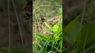 Butterfly Slomo! #butterfly #youtubeshorts #shorts #viral