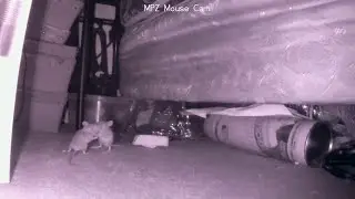 Mouse Fight, Then They Settle Down To Finish Their Meal