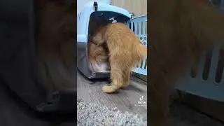 котики в тик токе
