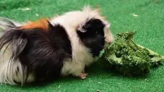 The Animal Connection, Pet Shop, San Francisco, CA