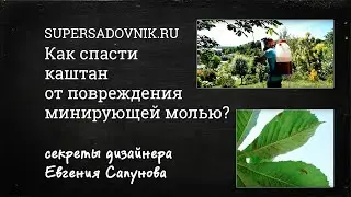 Как спасти каштан от повреждения минирующей молью?