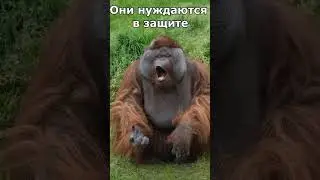 Они нуждаются в защите Shorts #animals #животные #смешное_видео