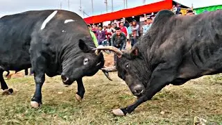 Thoh ki 🆚 Sniang laiwan martu || iadaw masi today || bullfighting