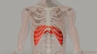 The Movement of the Diaphragm (3D Anatomy)