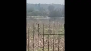 Цапля в Подмосковье