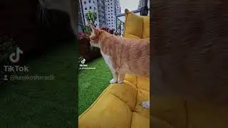 Цвет настроения жёлтый 💛