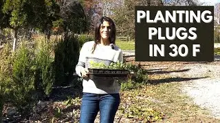 Planting Echinacea, Delphinium, and Gaura And Storing Dahlias