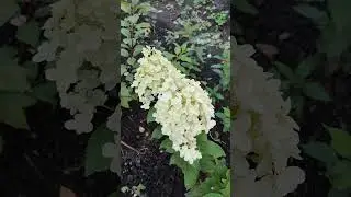 Гортензия красотка, может кто узнает?