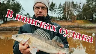 Судак на спиннинг в феврале