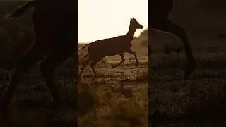 How I photographed a Deer running across a ridge at sunrise #photography #pov #sunrise wildlife