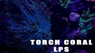 Torch Coral - LPS