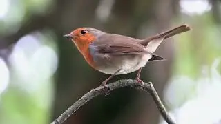 Robins on the alert
