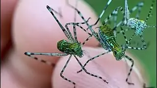 Releasing About 50 Baby Giant Katydids