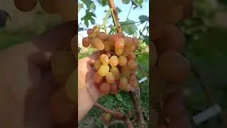 Неукрывной и очень вкусный виноград 