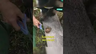 🐿️Спасли Бурундука👏🏼